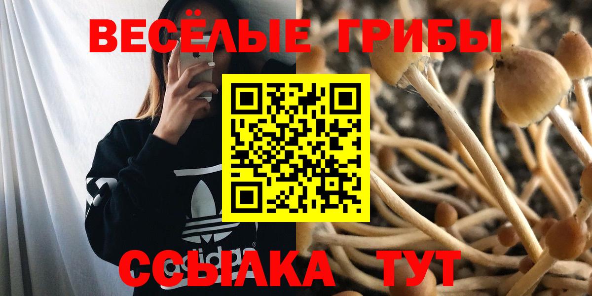 Псилоцибиновые грибы Psilocybine cubensis Новосибирск